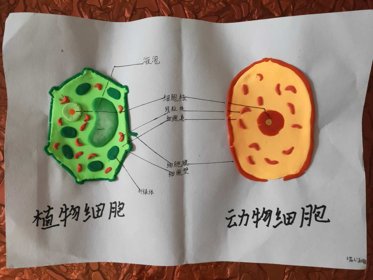細(xì)胞膜模型制作方法_細(xì)胞膜的模型制作_細(xì)胞膜模型制作