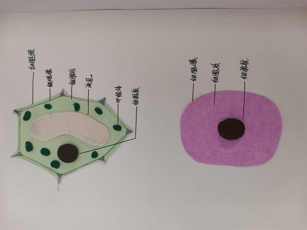 高中細(xì)胞膜模型制作過(guò)程_細(xì)胞膜模型制作_細(xì)胞膜模型手工