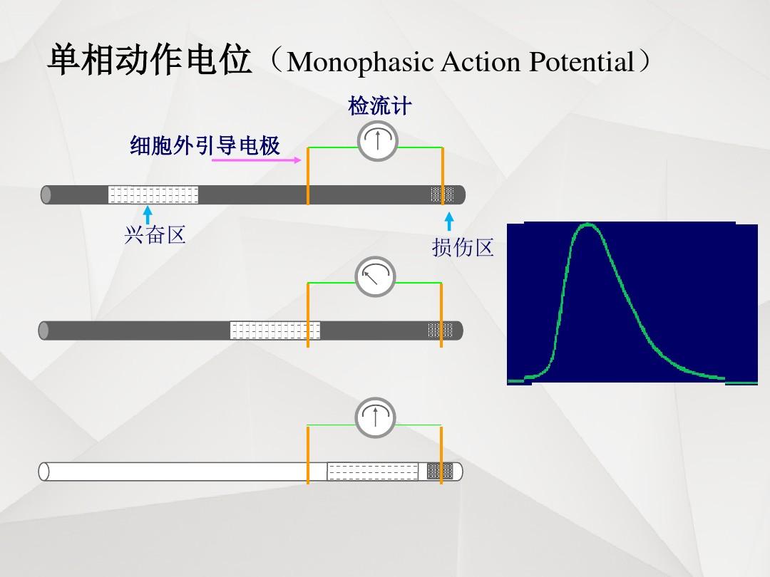 細(xì)胞膜通透性討論題_細(xì)胞膜的通透性檢測(cè)_細(xì)胞膜選擇性通透