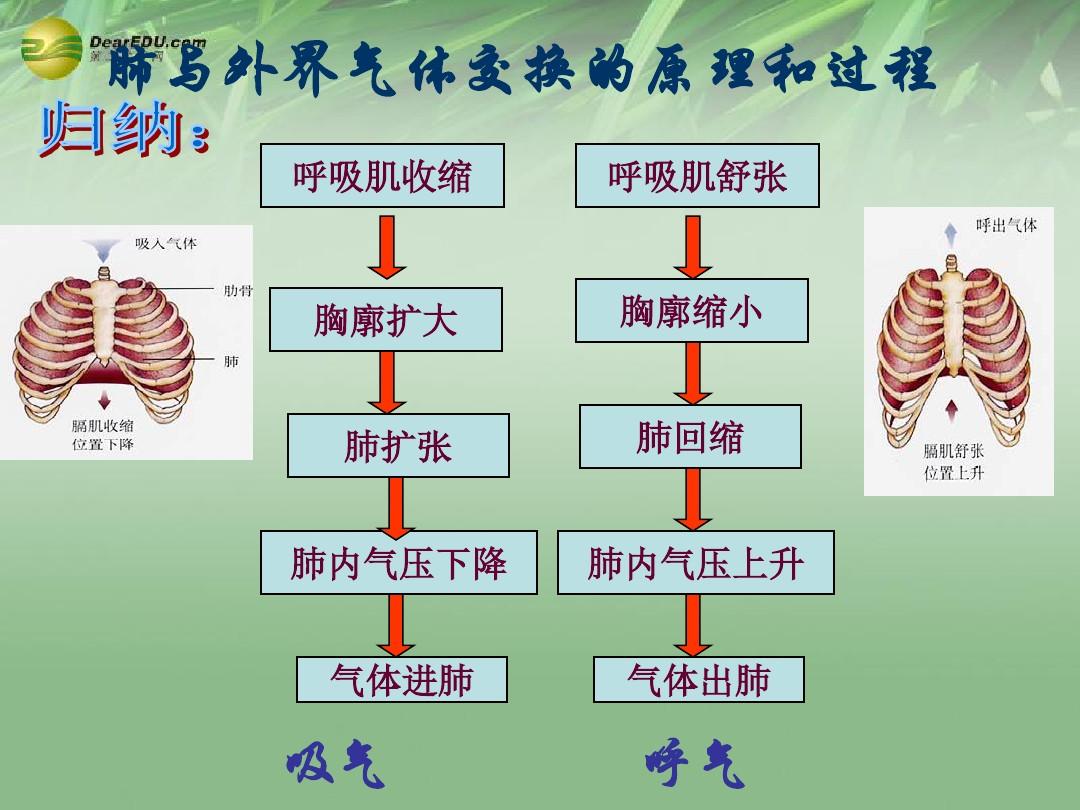 膜抗原的作用_細胞膜抗原功能_細胞膜抗原