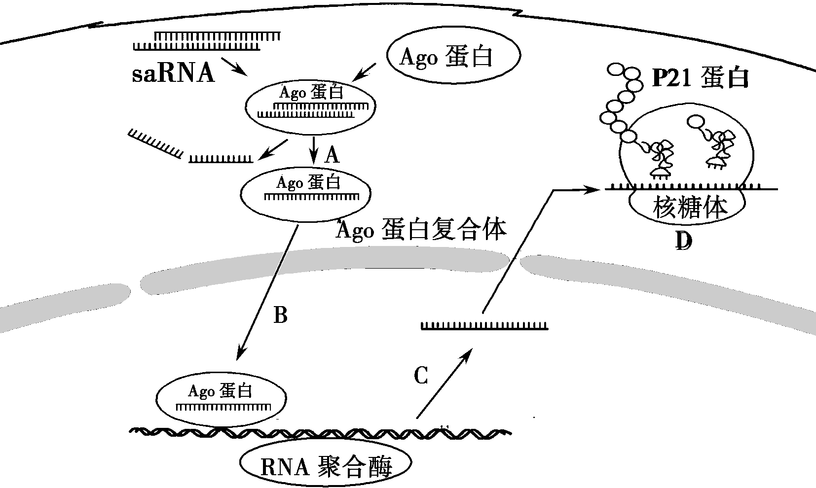 有頸管細胞成分是癌嗎_有化生細胞及頸管細胞_細胞膜化學成分 有何特點 如何排列