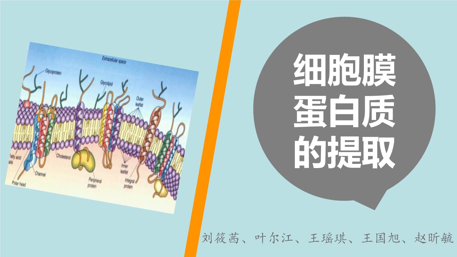 細(xì)胞膜結(jié)構(gòu)圖_物質(zhì)進(jìn)出細(xì)胞的方式有跨膜運(yùn)輸_人工細(xì)胞愈合膜