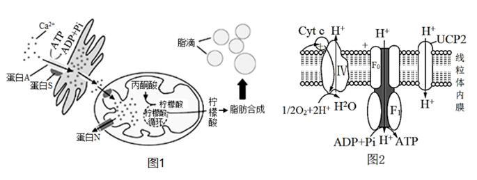 系統(tǒng)的邊界細胞膜_細胞膜系統(tǒng)的邊界教學內(nèi)容分析_細胞膜——系統(tǒng)的邊界ppt