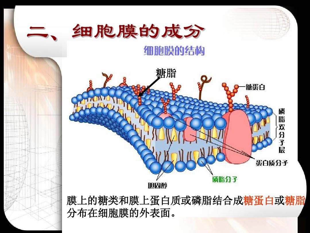 細(xì)胞膜的糖蛋白是多糖嗎_糖蛋白是細(xì)胞膜的主要成分_細(xì)胞膜糖蛋白