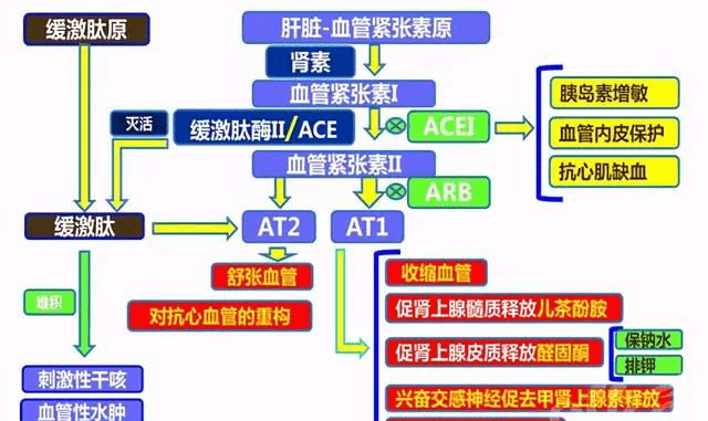 細(xì)胞膜受體_細(xì)胞膜受體的作用機(jī)制_細(xì)胞膜受體是