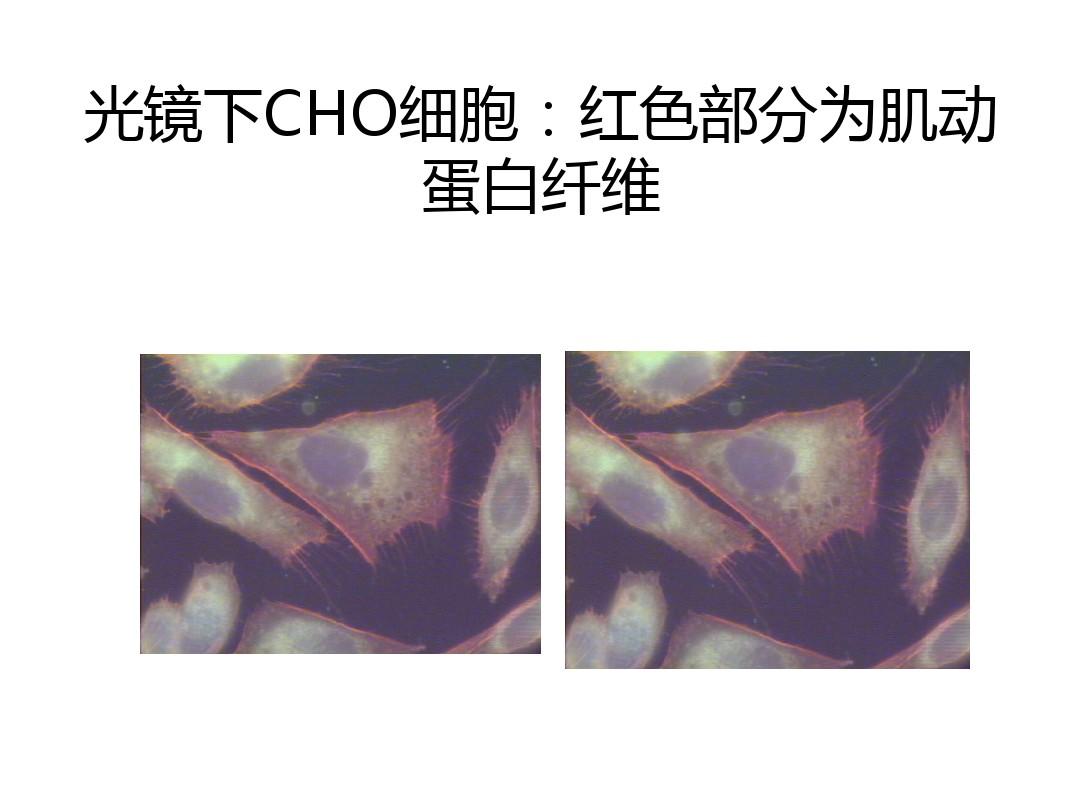 細(xì)胞膜骨架的主要成分_細(xì)胞膜骨架_細(xì)胞膜骨架是