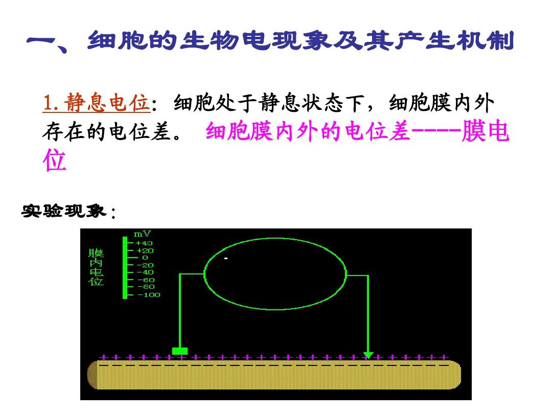 細胞膜內電位負值減小稱為_細胞膜內負電位向減小的方向變化稱為_細胞膜內的負電位減小