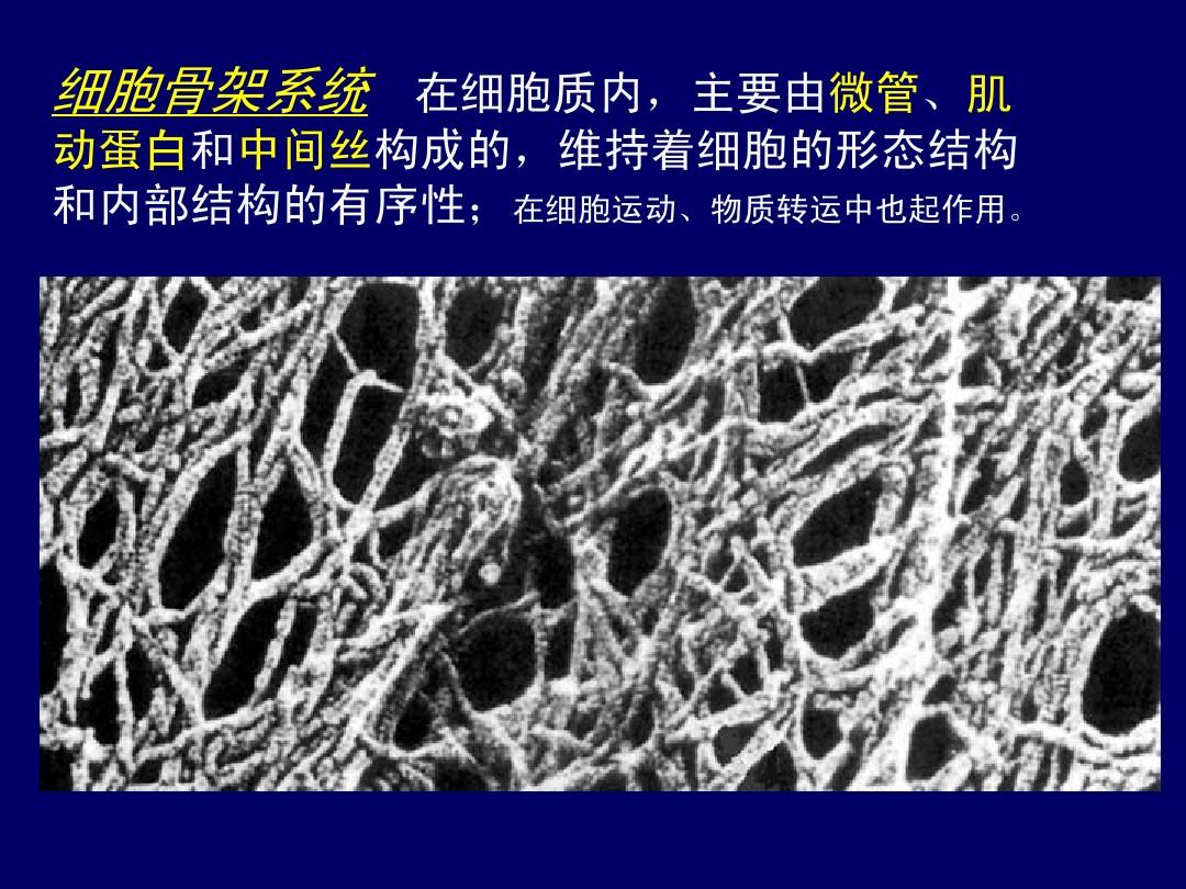 細(xì)胞膜骨架_細(xì)胞膜骨架的主要成分_細(xì)胞膜骨架是