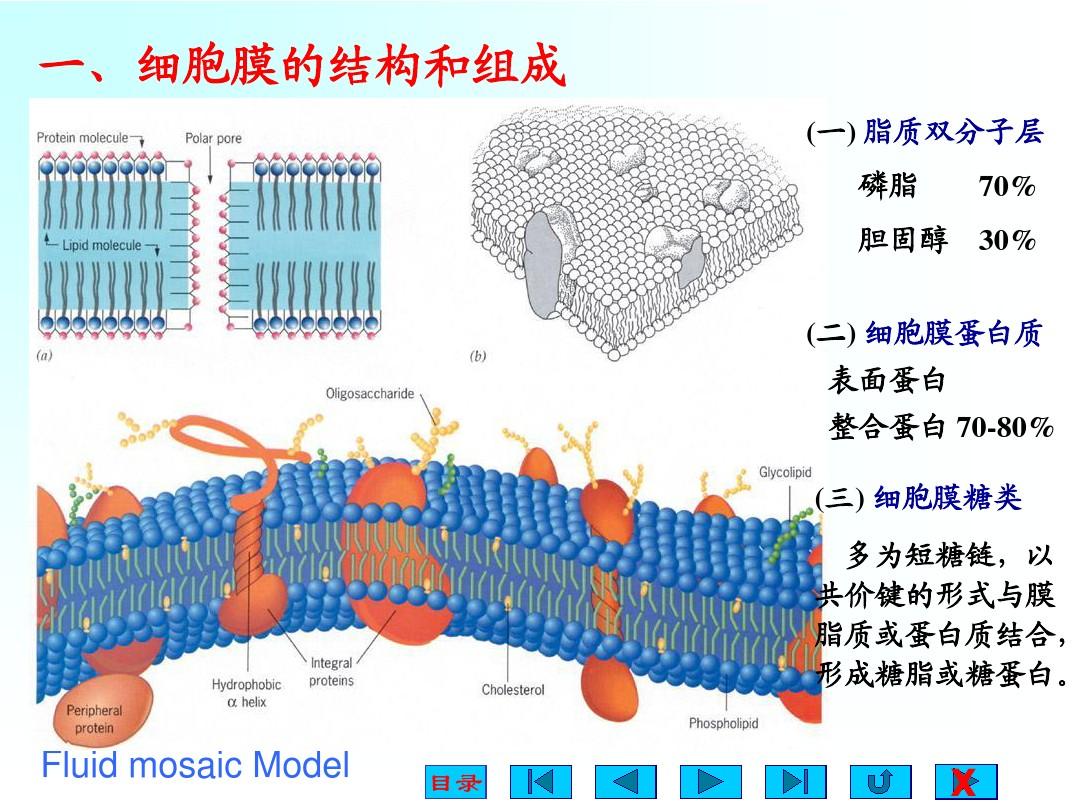 細胞膜——系統的邊界ppt_細胞膜系統的邊界教學內容分析_細胞膜系統的邊界課堂導入