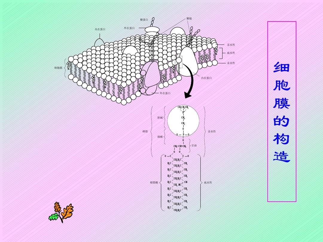 細胞膜——系統的邊界ppt_系統的邊界細胞膜_細胞膜系統的邊界教學內容分析