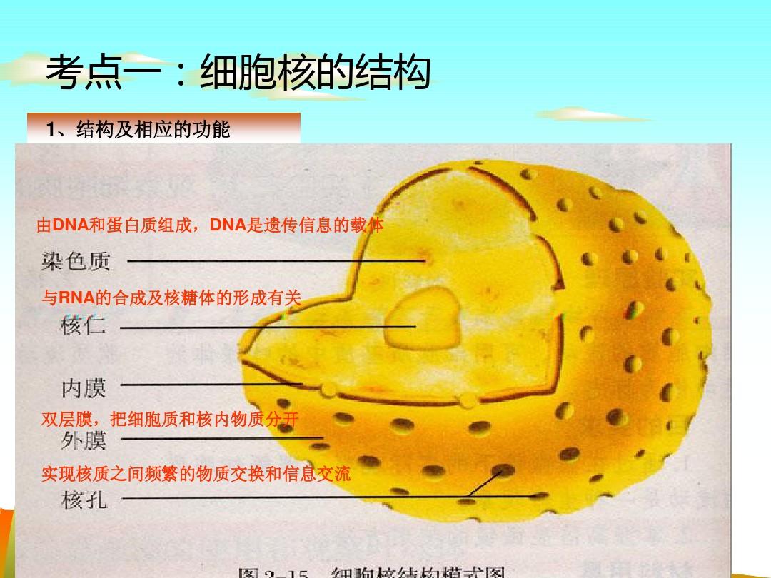 排列膜細胞化學(xué)成分特點有什么_排列膜細胞化學(xué)成分特點有_細胞膜化學(xué)成分 有何特點 如何排列