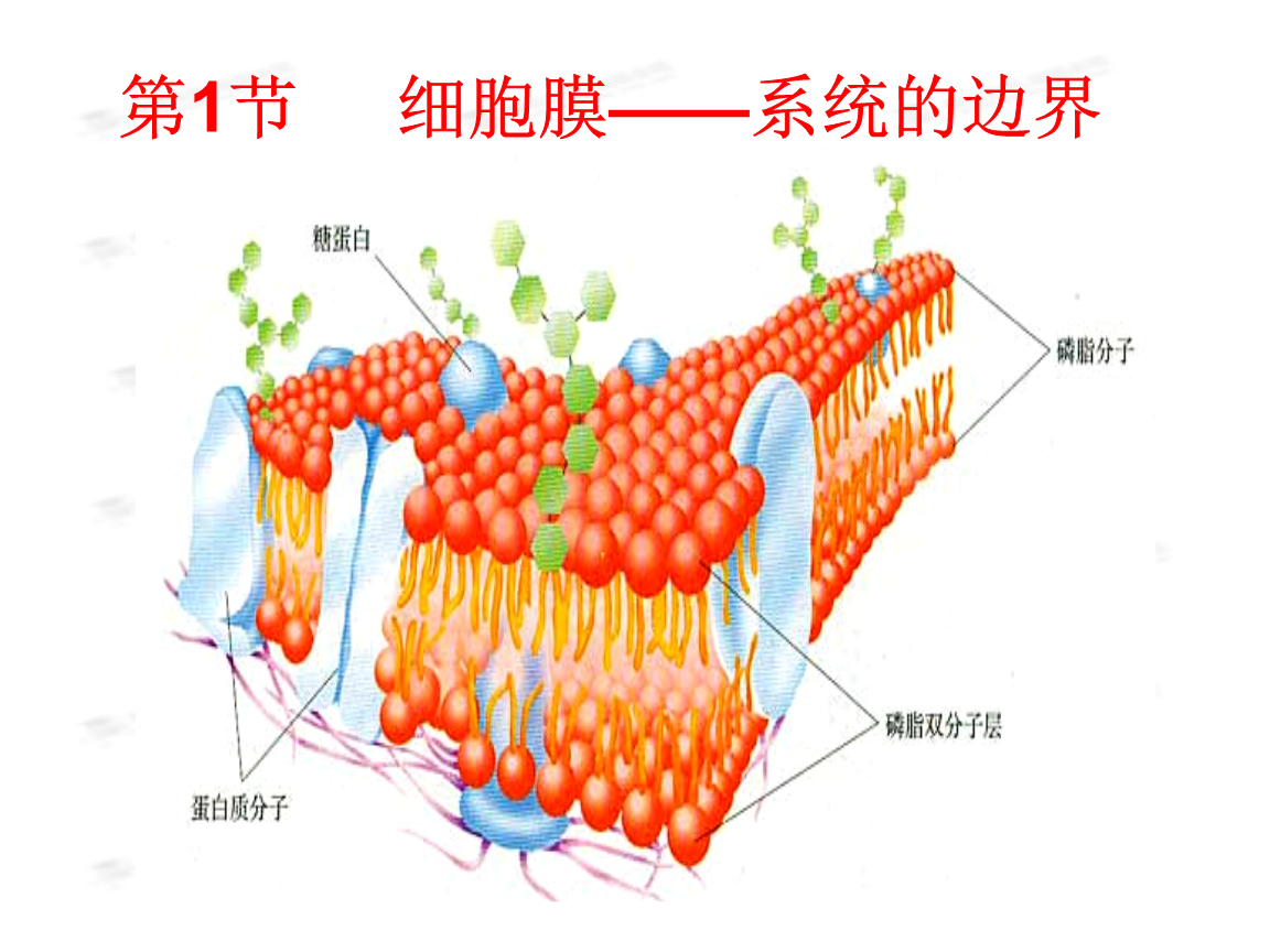 細(xì)胞膜是單層膜還是雙層膜_膜雙層細(xì)胞單層是細(xì)胞質(zhì)嗎_細(xì)胞膜單層膜雙層膜