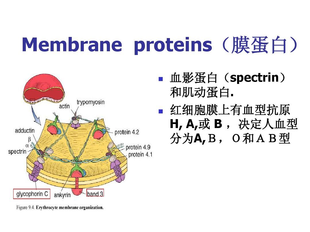 細胞膜損傷_細胞膜受損_細胞膜受損的癥狀