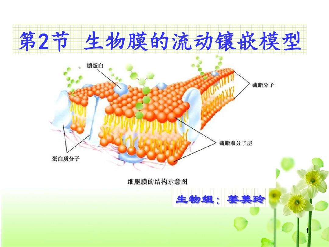 流動鑲嵌模型是細(xì)胞膜嗎_細(xì)胞膜的流動鑲嵌模型_細(xì)胞膜的流動鑲嵌模型制作