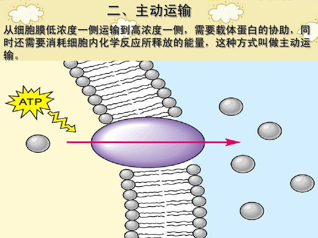 細(xì)胞膜結(jié)構(gòu)圖_細(xì)胞膜結(jié)構(gòu)畫(huà)圖_細(xì)胞膜構(gòu)型