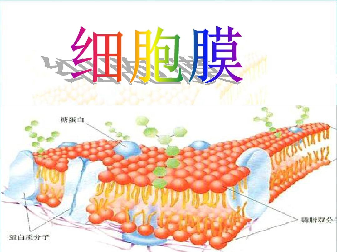 細胞膜結構圖_構建細胞膜的結構模型_構成細胞膜結構