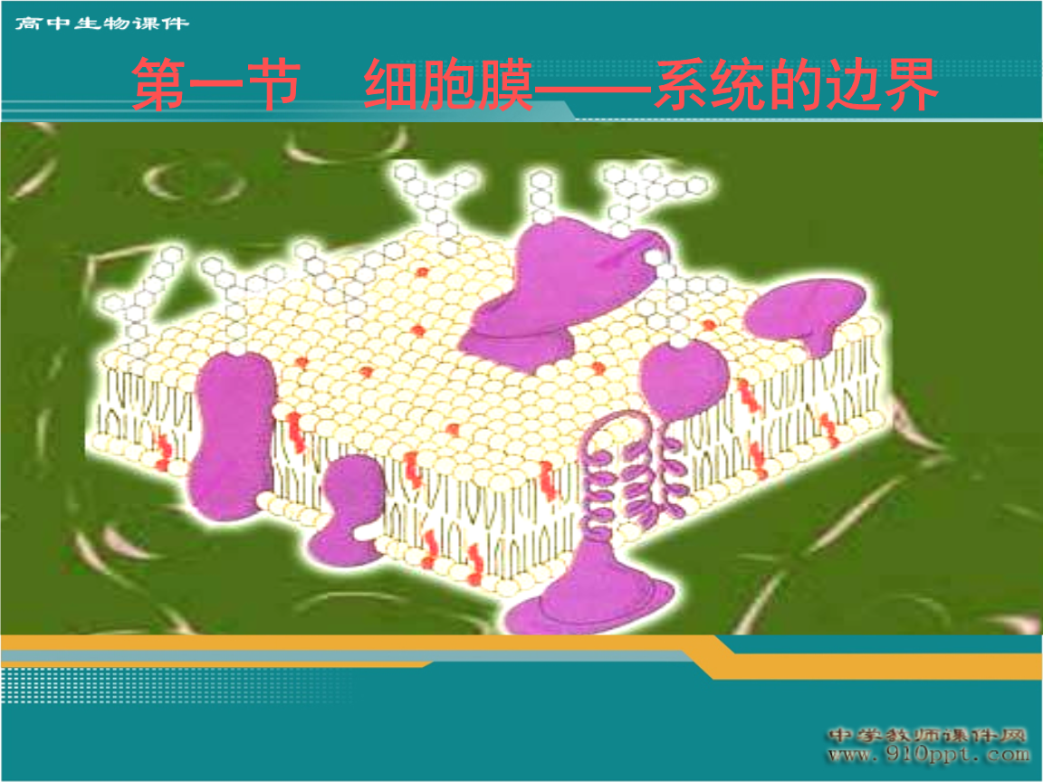 細(xì)胞膜流動性是指_細(xì)胞膜流動性定義_細(xì)胞膜流動性