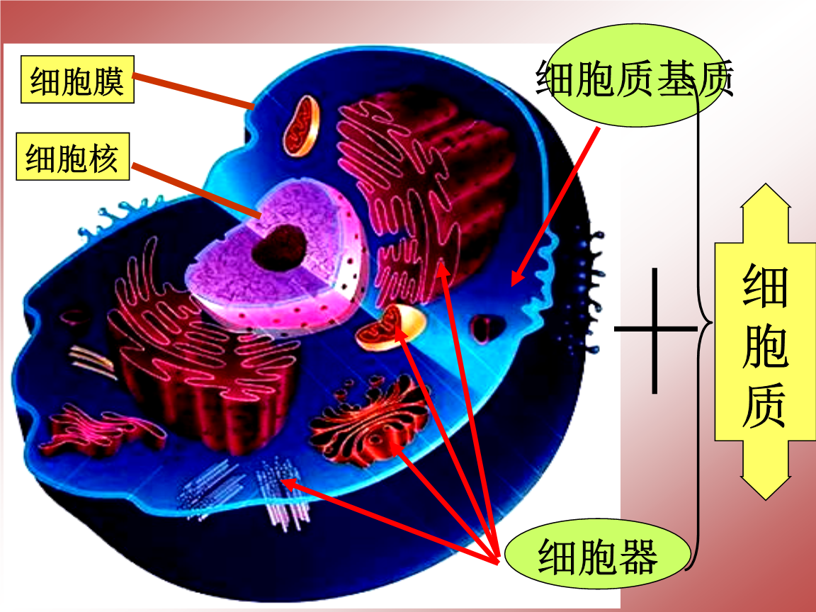 細胞膜結構模型圖_細胞膜結構圖怎么畫_細胞膜結構模式圖