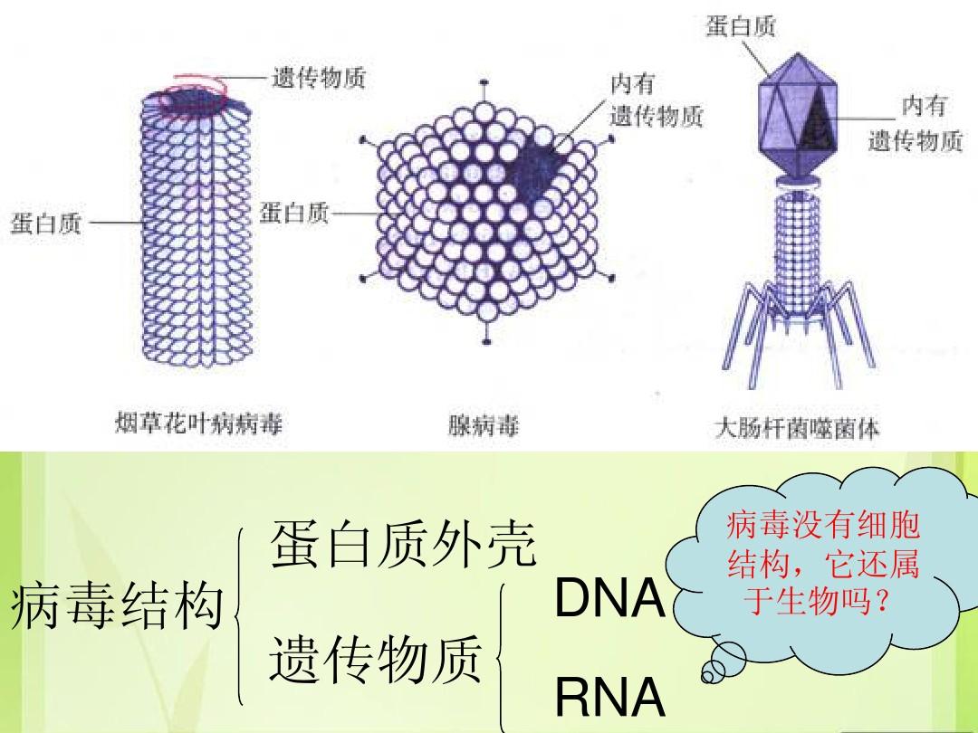 細胞膜受體_細胞膜受體_細胞膜受體