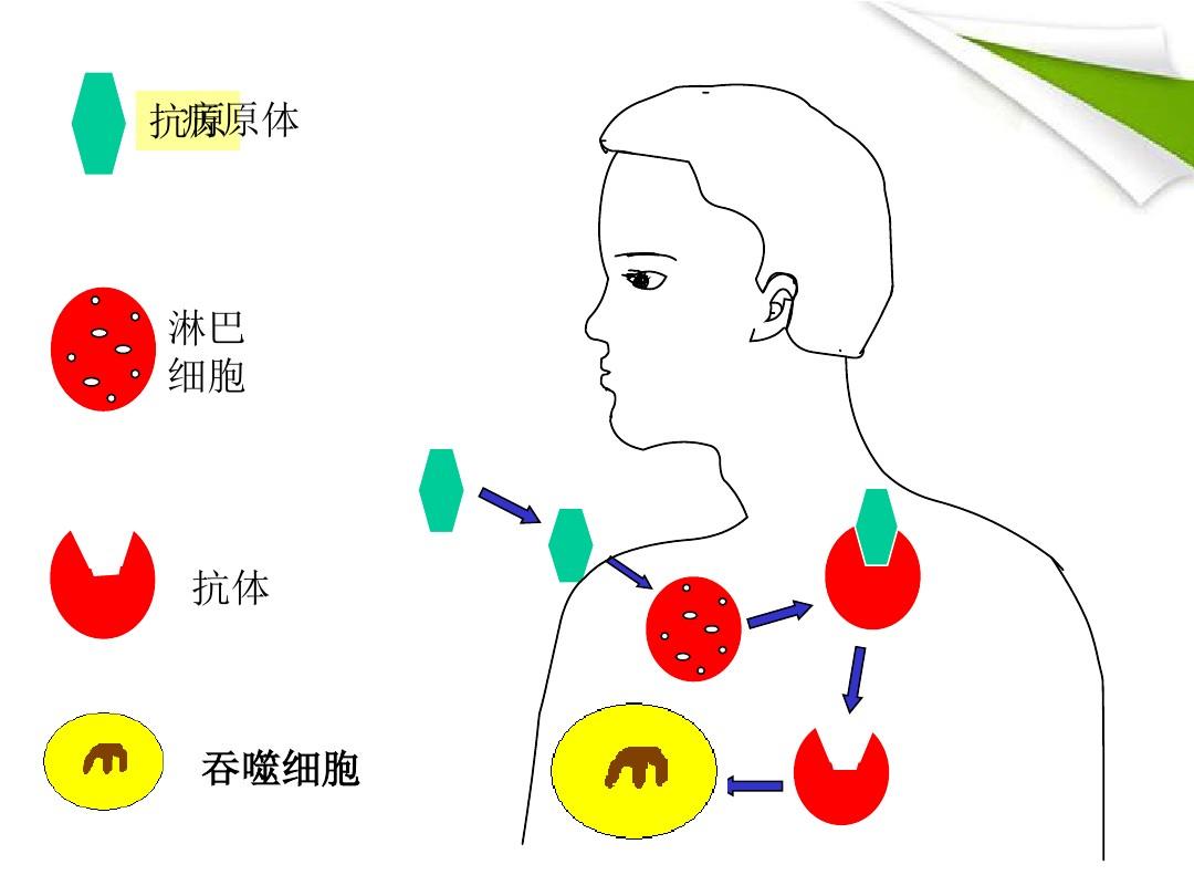 細(xì)胞膜抗原_細(xì)胞膜抗原分化檢測結(jié)果分析_膜抗原是什么