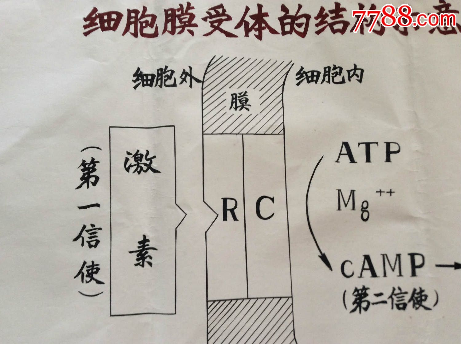 細(xì)胞膜色譜原理_細(xì)胞膜色譜_細(xì)胞膜色譜法的基本原理