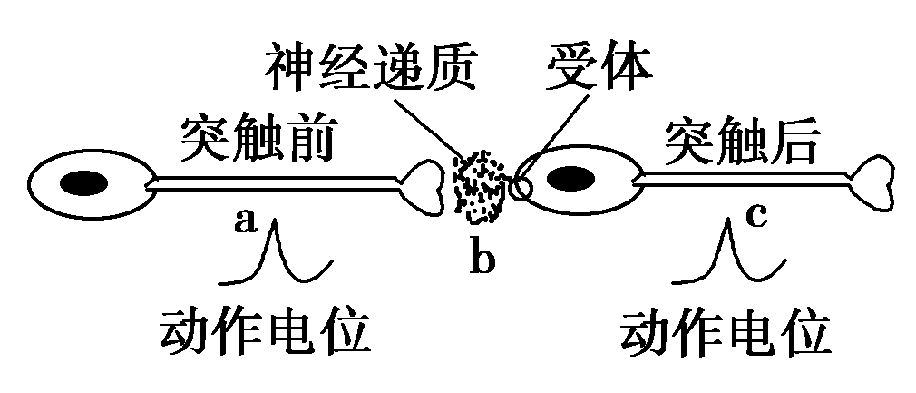 細胞膜內(nèi)負電位向減小的方向變化稱為_細胞膜內(nèi)的負電位減小_細胞膜電位減小稱為