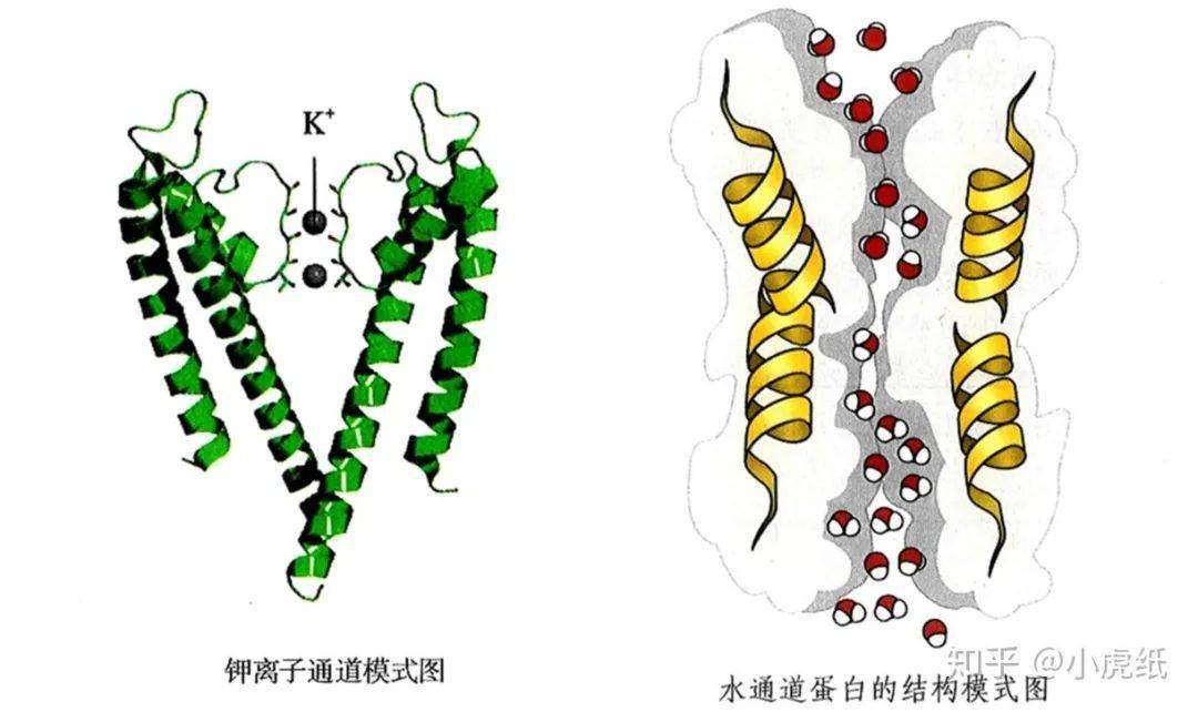 細(xì)胞膜處于極化狀態(tài)_膜細(xì)胞恢復(fù)極化狀態(tài)稱去極化嗎_細(xì)胞膜去極化后恢復(fù)到原來的狀態(tài) 稱為