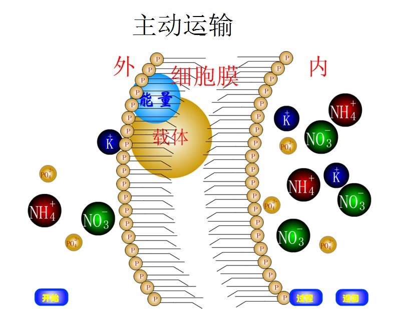 細胞膜通道的三種狀態_細胞膜通道_細胞膜通道的功能狀態