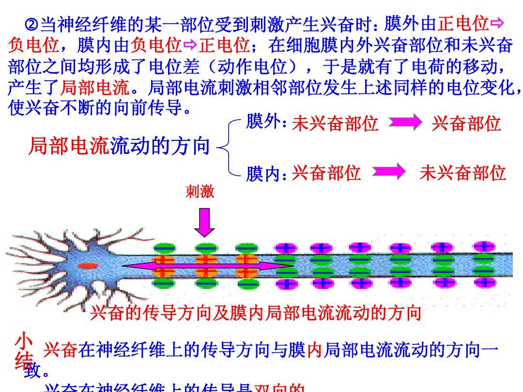 細(xì)胞膜內(nèi)的負(fù)電位減小_細(xì)胞膜內(nèi)負(fù)電位向減小的方向變化稱為_細(xì)胞膜內(nèi)電位負(fù)值減小稱為