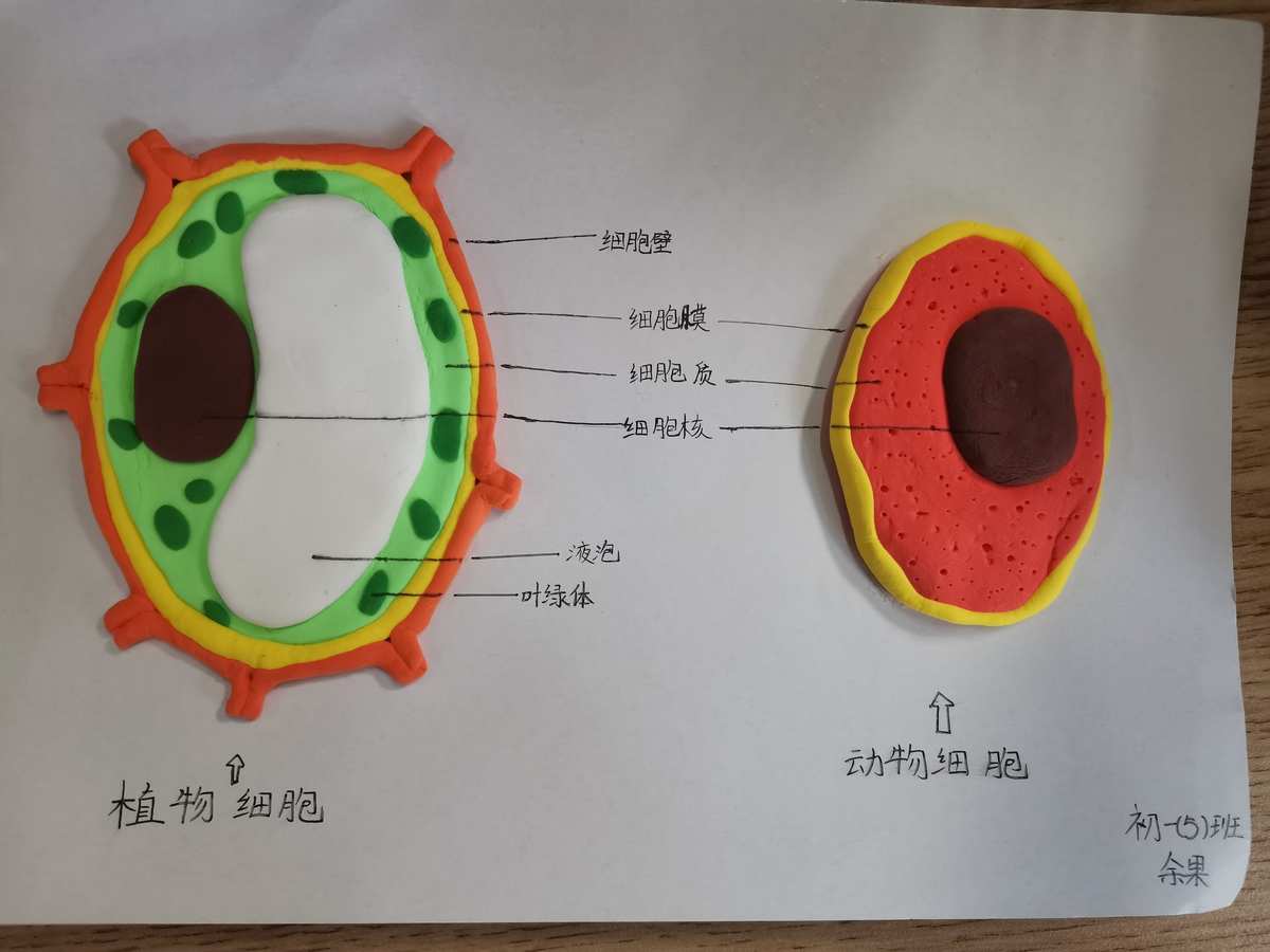 細胞膜模型制作_細胞膜模型手工_如何制作細胞膜模型