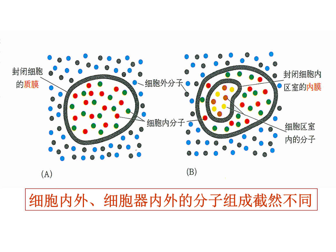 細(xì)胞膜水性通道_細(xì)胞膜水通道_細(xì)胞膜通道的三種狀態(tài)