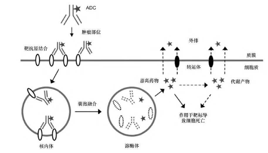 細胞膜結(jié)構(gòu)圖_細胞膜結(jié)構(gòu)畫圖_構(gòu)成細胞膜結(jié)構(gòu)