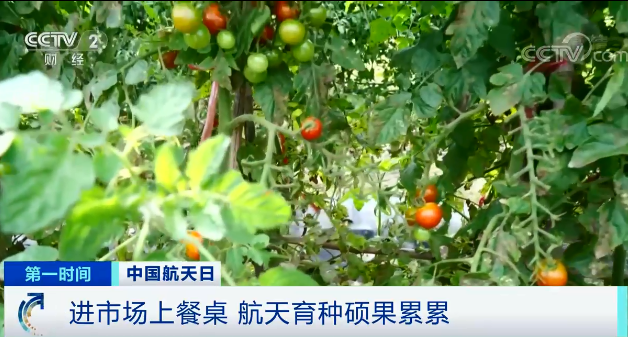 毛細現(xiàn)象