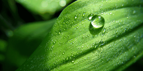 水的毛細現(xiàn)象