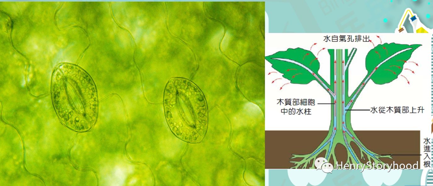 毛細管現象