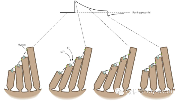機械波和電磁波的區(qū)別