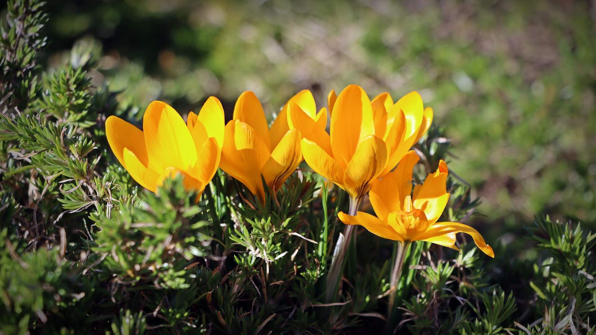 初中物理海波熔化實驗改進方法的探討