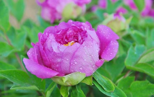 學習新課程標準理念，提升英語教學水平——心得體會