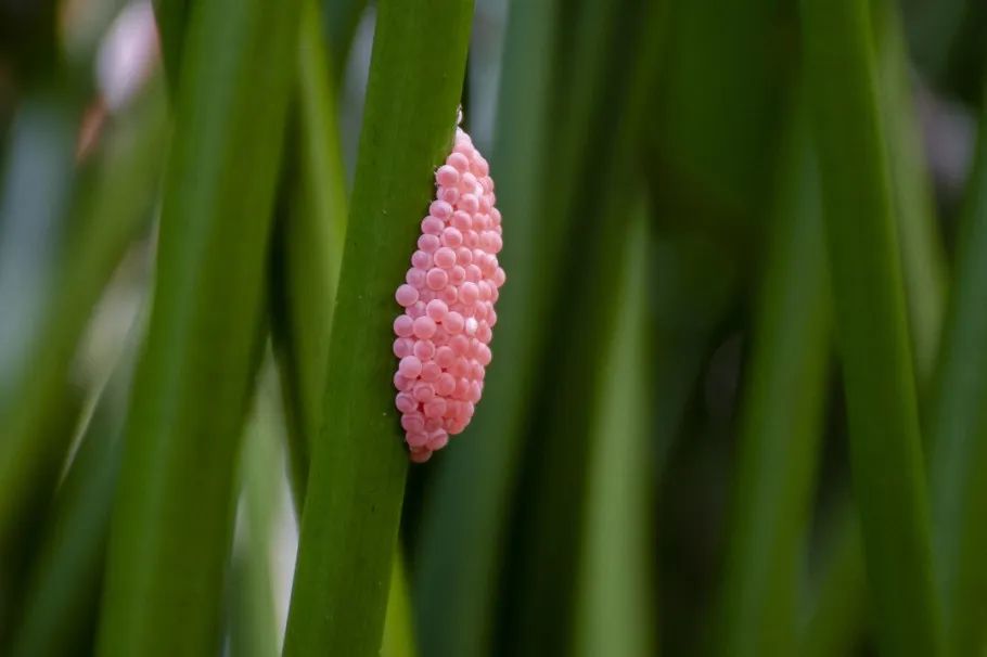 福壽螺入侵中國為禍一方，食用或致神經(jīng)系統(tǒng)問題甚至死亡